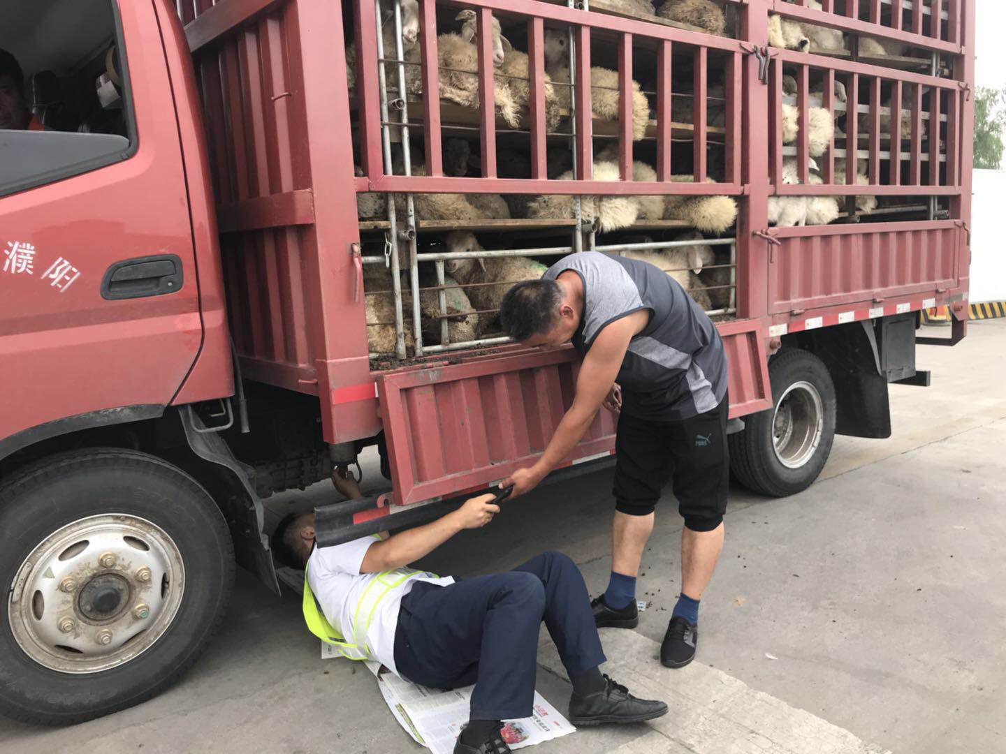 五万元的羊.jpg 五万元的羊.jpg